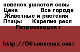 совенок ушастой совы › Цена ­ 5 000 - Все города Животные и растения » Птицы   . Карелия респ.,Петрозаводск г.